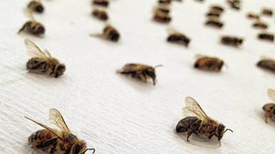 Artist uses dead bees to create mathematical patterns