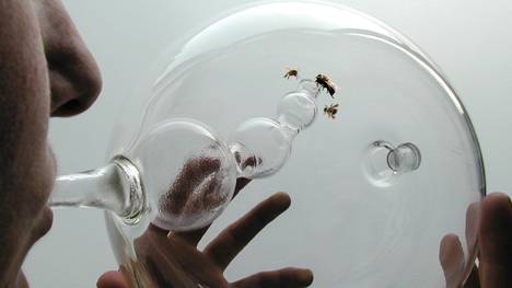 Honey bees can be trained to detect cancer "in ten minutes" says designer