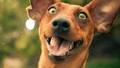 Pet owners increasingly using medical marijuana to help their pets feel better
