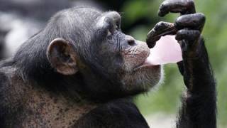 Rights group sues to make primate a legal person