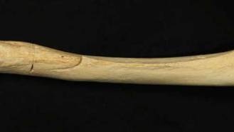 Oldest-ever human DNA found in 400,000-year-old ‘Pit of Bones’ poses evolutionary mystery