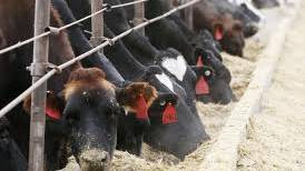 US to phase out antibiotics for fattening livestock