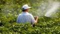 Bee-killing pesticides may also harm human brain development