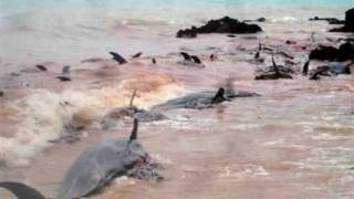Study links BP oil spill to dolphin deaths
