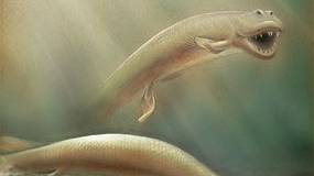 Fossil fish re-defines origins of walking