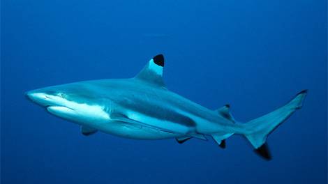 "Extinct" Shark found at busy fishmarket