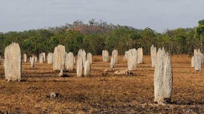 Termite Mound Magnetic Alignment