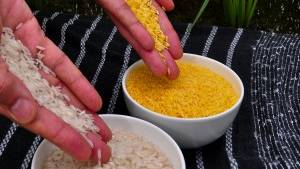 Golden Rice: Scientific Realities