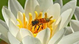 Pesticides are making bees ’shrink’