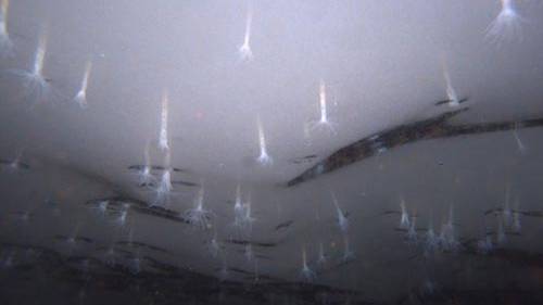 New species of Antarctic sea anemone could hint at alien life
