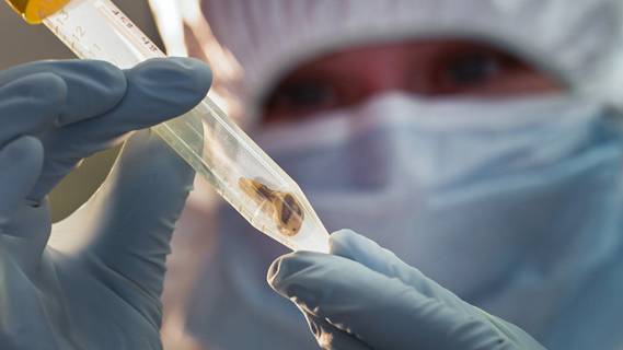 Ancient Plague’s DNA Revived From A 1,500-Year-Old Tooth