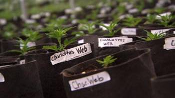 Colorado Company Makes Cannabis-Based Miracle Drug For Sick Kids