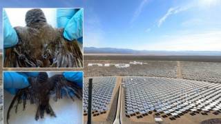 Does World’s Largest Solar Farm Burn Birds That Fly Over It?