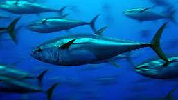 Oil spills can stop tuna hearts, say scientists