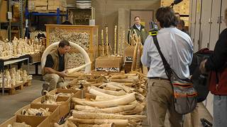 Obama’s ivory-trade regulatory overkill