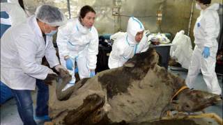 Ancient bison allows scientists to travel back in time - 9,000 years