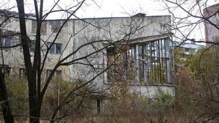 Radioactive Fungus: Chernobyl Forests Not Decaying Properly