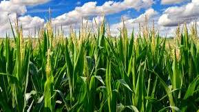 Will healthy food crops go extinct?