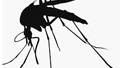 Debunking the myth of Nazi mosquito-borne biological weapons