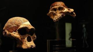 ’Little Foot’ may have been humans’ forefather