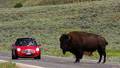 Animals leaving Yellowstone Park - A Sign?