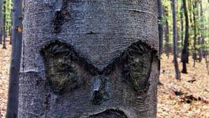 Mysterious cherry trees from space