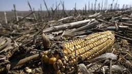 Biofuel Made From Corn Waste Less ‘Green’ Than Gasoline