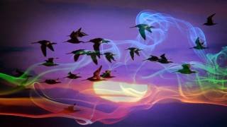 Radio Waves and Our Electronics Disorient Migratory Birds