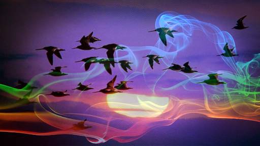 Radio Waves and Our Electronics Disorient Migratory Birds