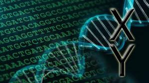 Scientists create first living organism with artificial DNA