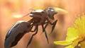 Robot Bees Will Be Better Than The Real Thing Says Greenpeace