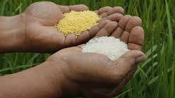 Golden Rice fairy tale nothing more than biotech industry GMO propaganda