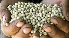 In the UK You Can Now Only Buy Heirloom Seeds if You Are Part of a Private Members Club