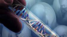 Scientists Creating Human Hybrids in Unregulated Genetic Engineering Programmes
