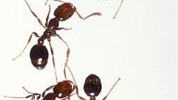 Enslaved worker ants fight back through acts of sabotage