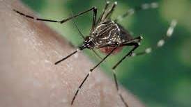 Mosquitoes modified to only give birth to males