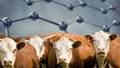 U.S. FDA seeks ideas for nanotech use in livestock feed