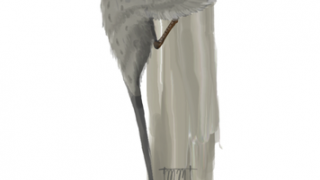 Study Challenges Hypothesis that Birds Evolved from Dinosaurs