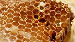 Best-Preserved Ancient Fruit Found in 4,000-Year-Old Burial Chamber: Honey’s Preservative Power