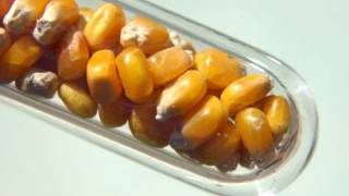 Billion-dollar lawsuits claim GMO corn ’destroyed’ US exports to China