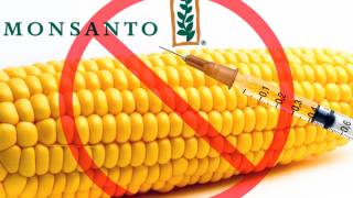Maui Defies Monsanto, Passes Ban on GMO Farming