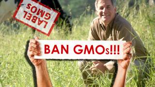 Who is Gary Hirshberg? And why is he a leader in the anti-GMO movement?