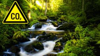 Carbon dioxide emissions help tropical rainforests grow faster: Study shows trees absorb more greenhouse gas than expected