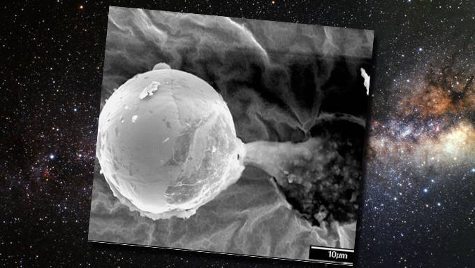 Is this picture a 'seed' sent to Earth by aliens? Scientists discover mysterious organism