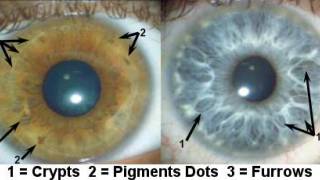 Scientists discover that eyes really are 'the window to the soul'