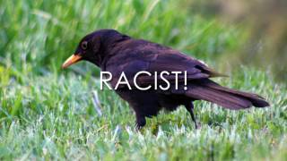 ‘Racist Sounding’ Bird Names Banned in Sweden