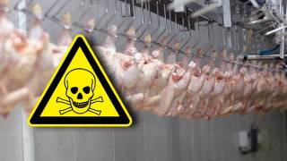 The FDA Admits That Prior to 2011 Over 70% of U.S. Chickens Contained Cancer-Causing Arsenic