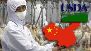 USDA on board with shipping U.S. chickens to China for processing, then re-entry to States for human consumption