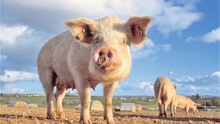 New Research Reveals Why Pig-Use in Middle East Declined