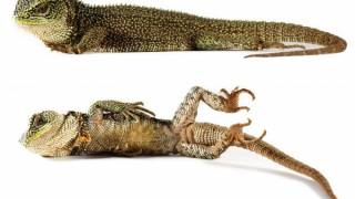 Scientist Discover New Lizard Species: Dwarf Dragons